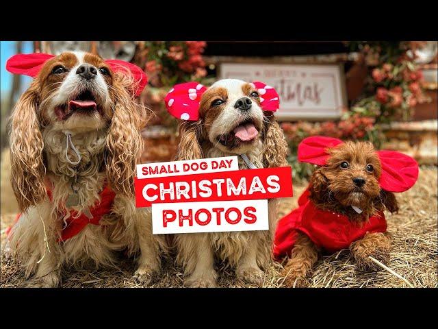 Small Dog Day Pack’s Christmas Santa Photos