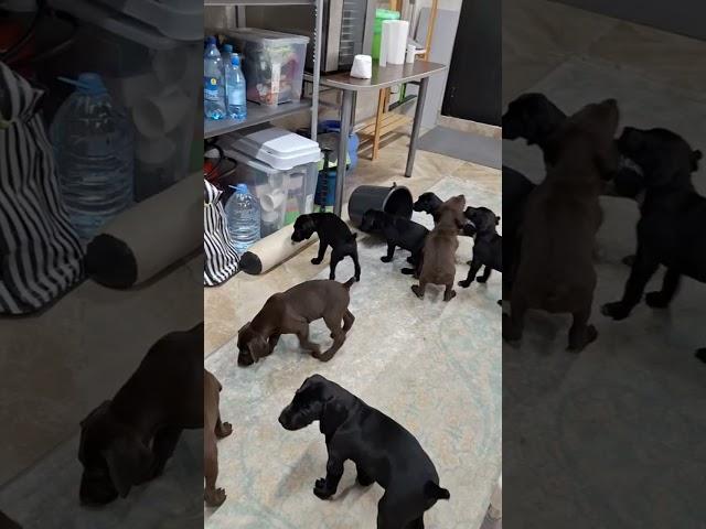 201 племенные качества #курцхаар #курцхаар #фотосессияlovestory #собака #puppy #охота