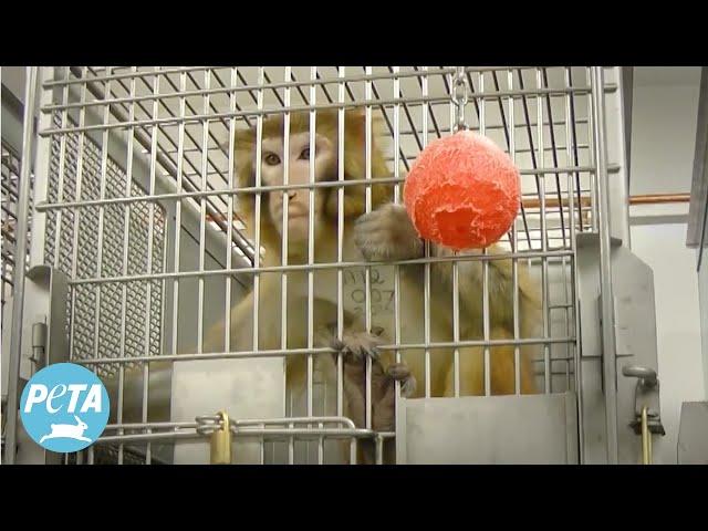 Are Monkey Labs Bringing Deadly Diseases to Seattle?