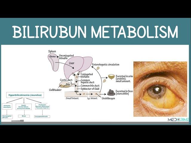 Bilirubin Metabolism and fate or Red Blood Cells Simplified