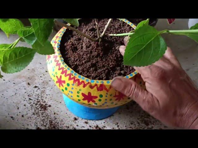 10 मिनट में पौधे लगाने की सबसे आसान विधि The easiest method to plant saplings in 10 minutes