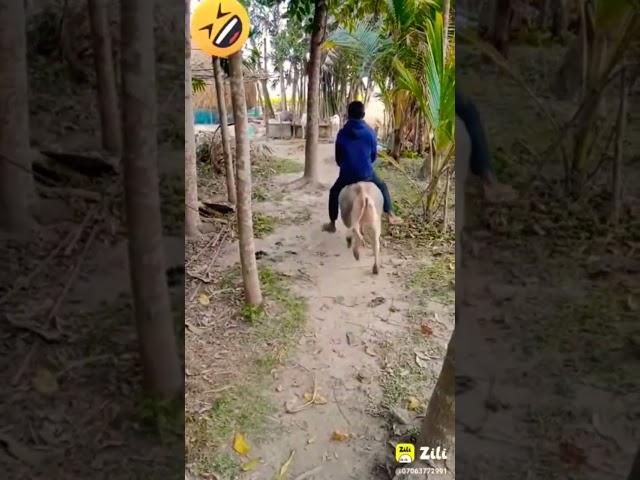 #cccc###