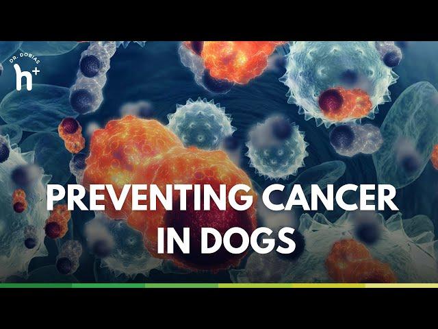 Preventing Cancer in Dogs: An interview with Dr. Judy Morgan