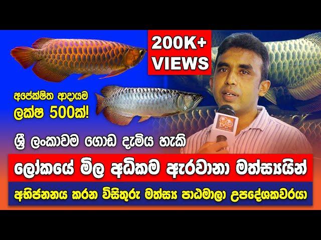 Inside Sri Lanka's Biggest Arowana Breeding Farm - Arowana Fish Breeding in Sinhala