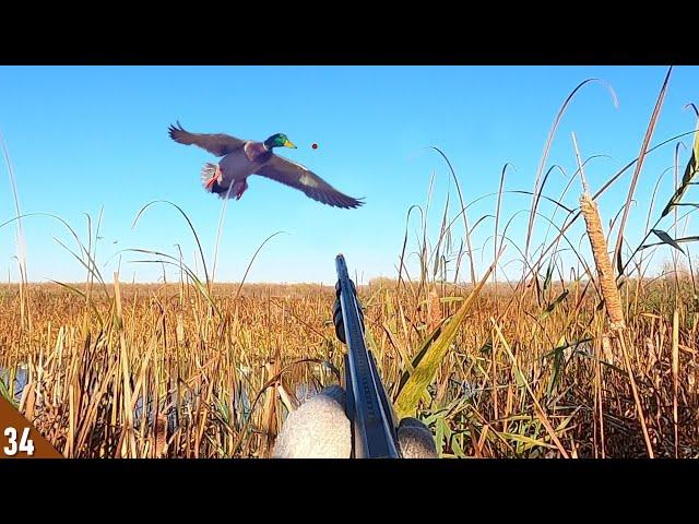 BEST MALLARD Hunt EVER?! (Limited Out) | Decoying DUCKS In CLOSE!