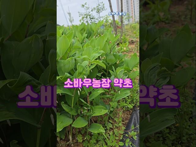 소바우농장 약초......#단삼 삼잎국화 당귀