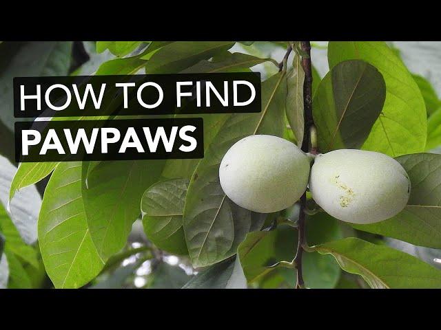 How To Find Pawpaws In The Wild