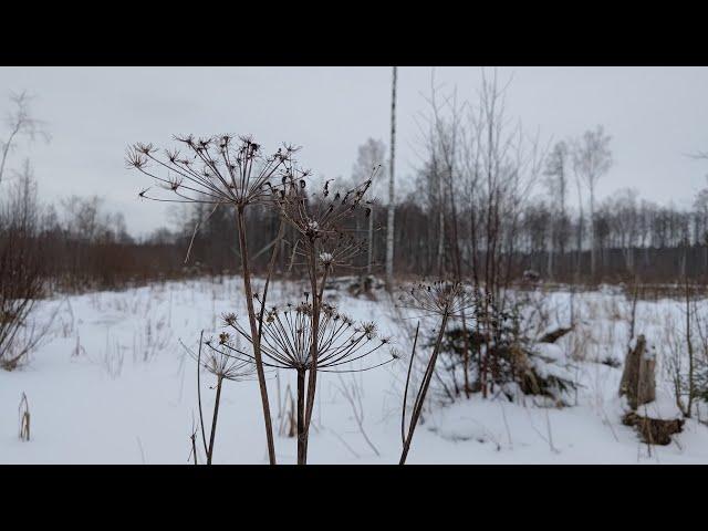 В поисках позиций. Заснеженный лес плацдарма. Находки на старом фундаменте. #поиск #память #коп