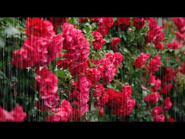 Gentle Rain Falling on Rose Vines | Peaceful ASMR