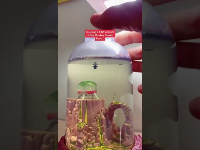 How to feed your Sea Monkeys!