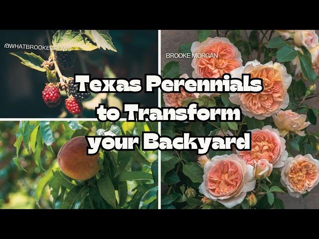 12 Perennial Plants to Transform Your Texas Backyard | Easy & Low Maintenance Gardening in Texas