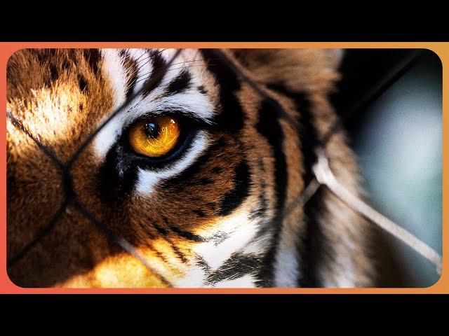 The World Behind 'Tiger King': Inside America's Captive Tiger Trade