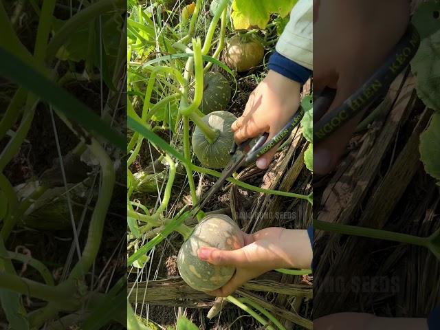 Harvesting ripe pumpkins #vegetables #gardening