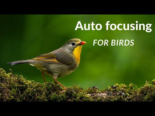 Autofocusing for Birds