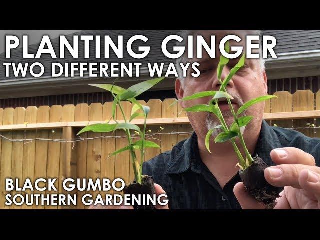 How to Grow Ginger in Containers || Black Gumbo