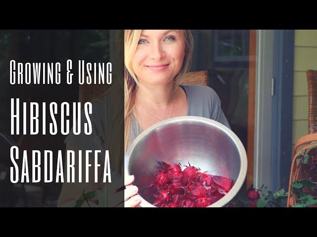 Nature's Cool-Aid: Vitamin C Roselle / Hibiscus Tea