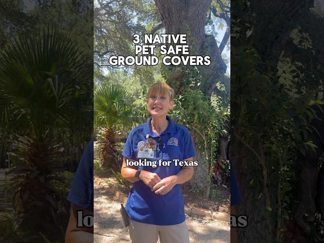 Looking for lawn alternatives? Here are 3 Texas native pet safe ground covers! 