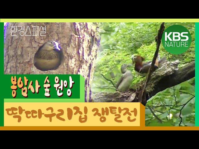 [시청자요청] 공사창립30주년 특집다큐 ‘봉암사의 숲’ / KBS 20030305 방송