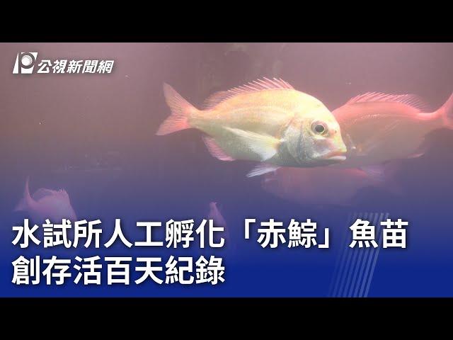 水試所人工孵化「赤鯮」魚苗 創存活百天紀錄｜20250619 公視晚間新聞