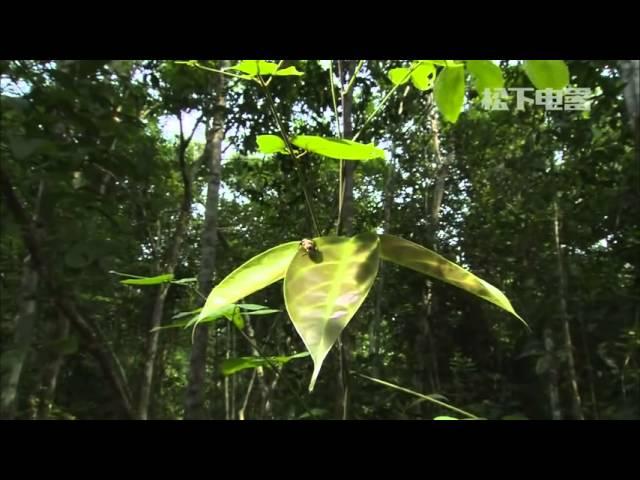 YouTube   Wild Life in Brazil HD