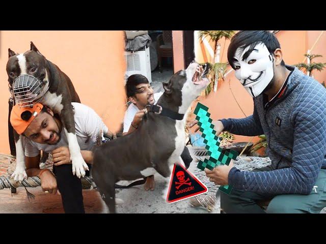 Will Pitbull dog Protect its owner from a thief?  | Mafia The Pitbull