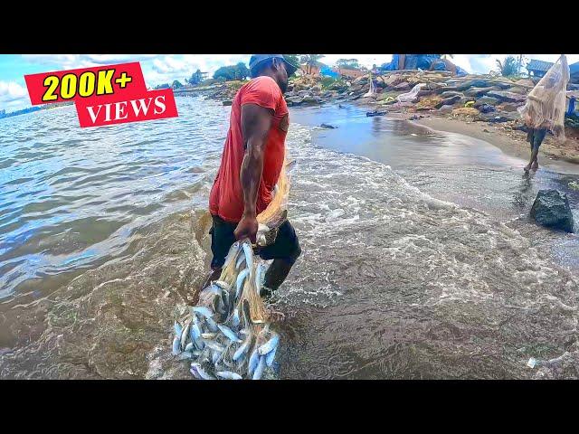 Unbelievable Fish Catch! Incredible Cast Net Fishing