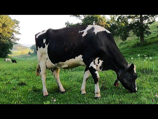 Milking Cows On A Small Family Dairy Farm!