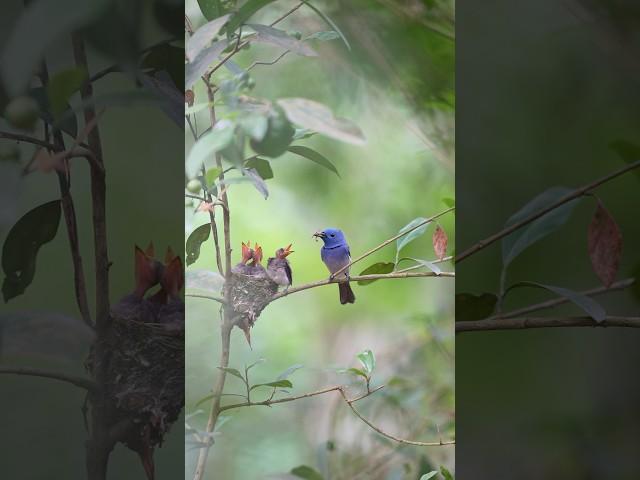 Witness the wild beauty of birds through my lens! #shorts  #youtubeshorts  #birds #wildlife