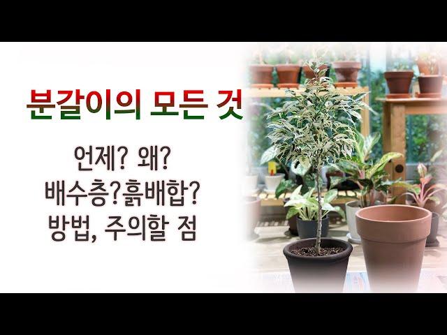 분갈이 시기와 방법 - 흙배합, 주의할 점