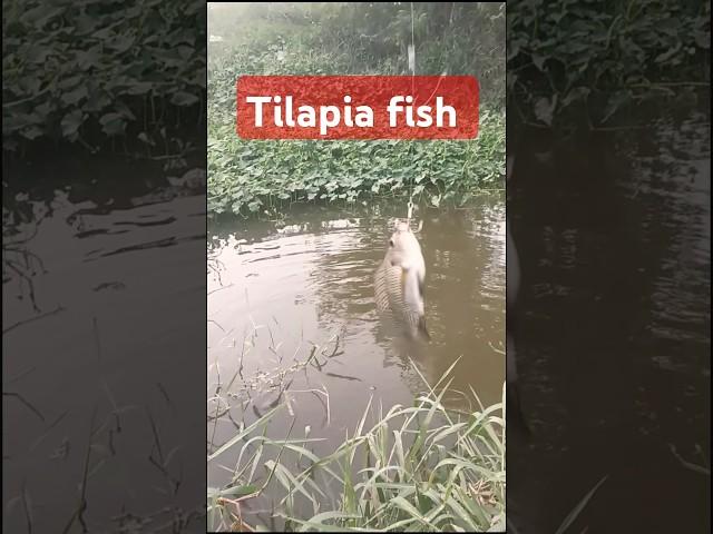 #tilapia #fish # #hunting #youtube#videos #yt #shorts #abu#fish #hunting #