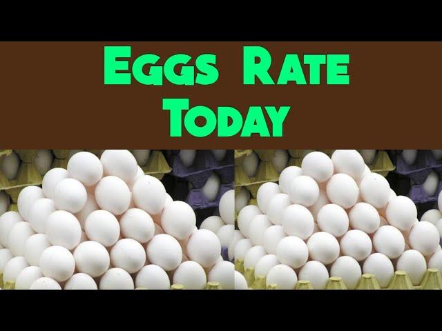 Eggs rate today | eggs price in all india | All india egg rates today