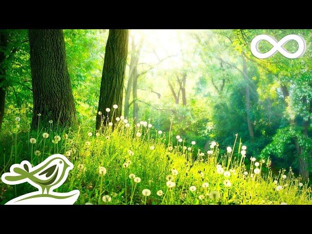 Calm Wind: Listen To This Music When You Miss The Forest