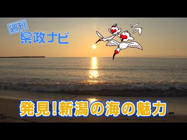 発見！新潟の海の魅力｜週刊 県政ナビ 令和6年8月25日放送