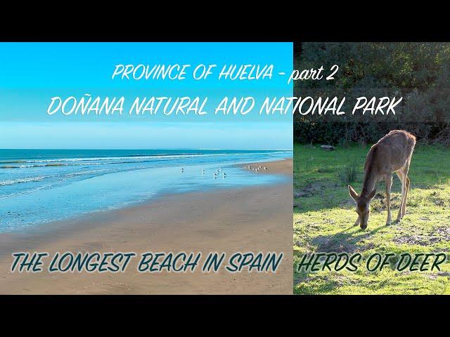 DOÑANA Natural and National Park | The LONGEST BEACH in SPAIN | HERDS OF DEER | MOBILE sand DUNES