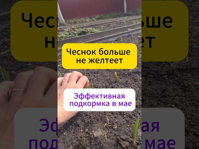 Чеснок больше не желтеет. Лучшая Подкормка в мае! #дача  #огород  #сад  #чеснок     #подкормка