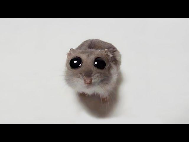 Funny Hamsters Videos | Funny and Cute Moment of the Animals #4