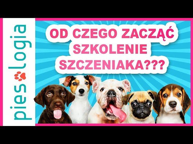 Od czego zacząć szkolenie szczeniaka?