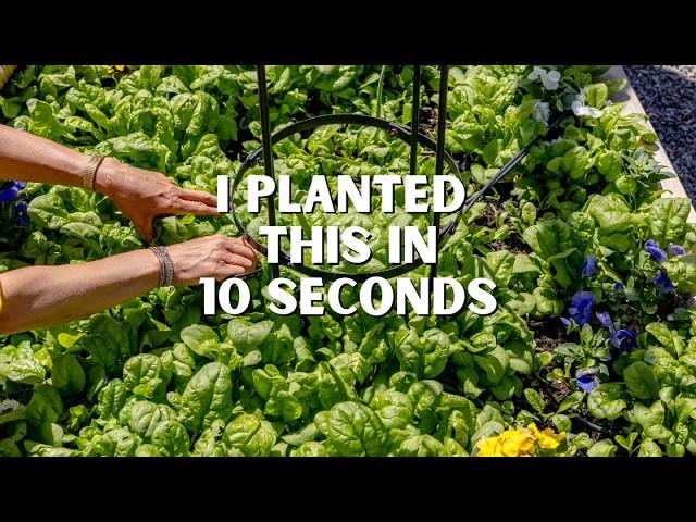 What Happens When You Dump an Entire Seed Packet in One Garden Bed (Weird Things I Do)
