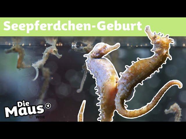 Wie werden Seepferdchen geboren? | DieMaus | WDR