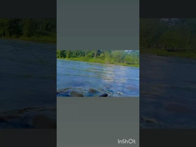 Nau loi anim goi bukare podum oi__Zubeen Garg Song__Status