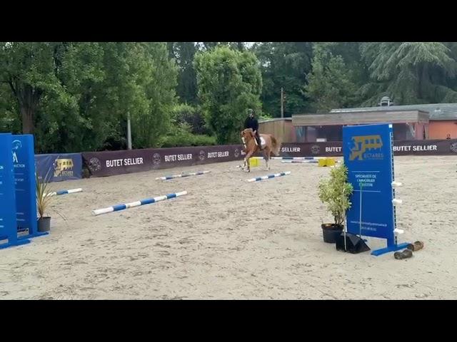 California | Approved stallion