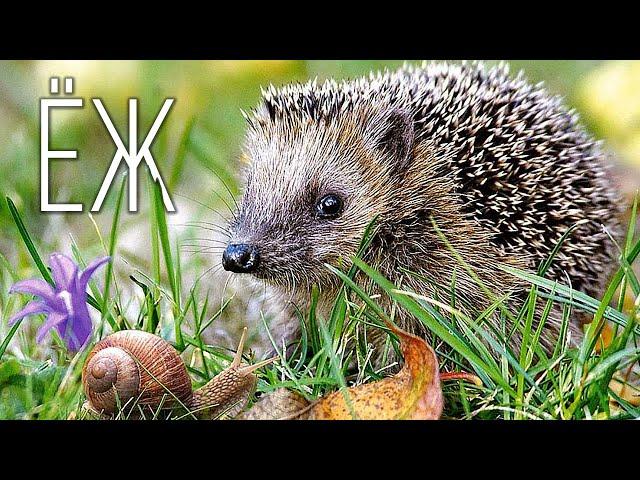 Hedgehog: A prickly forest ball with a character | Interesting facts about hedgehogs