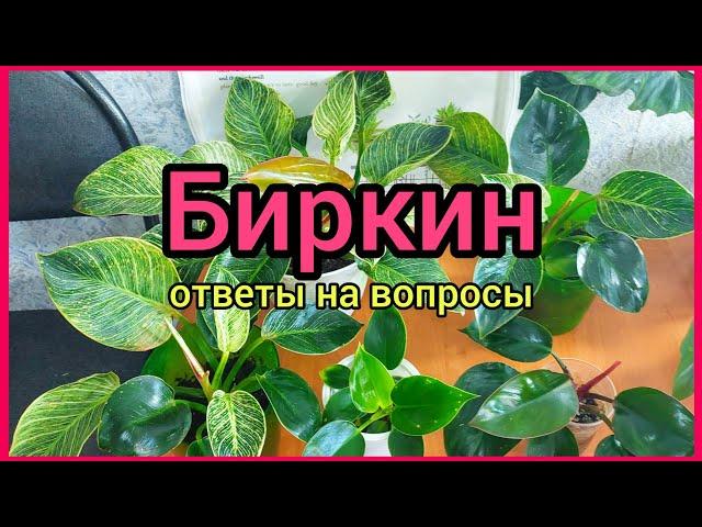 Точки на листьяхПроявит ли полоски зеленая деткаМутации #филодендрон #БИРКИН #цветы #растения