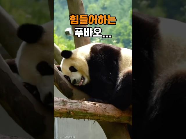 더위에 힘들어하는 푸바오의 현실적인 모습...
