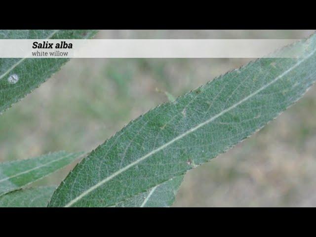 white willow (Salix alba)