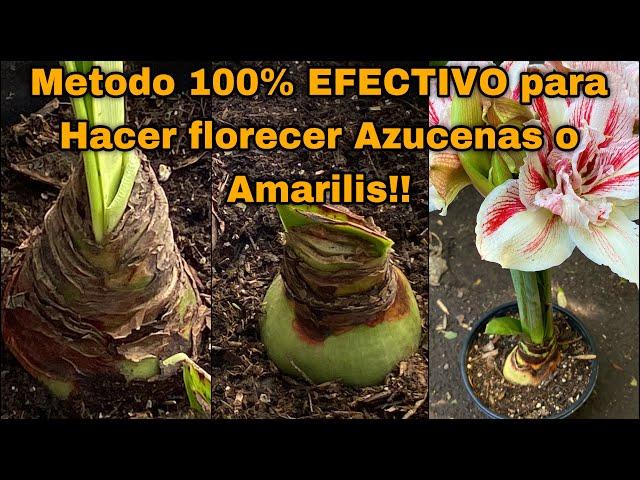 UNICO METODO PARA HACER FLORECER AZUCENAS O AMARILIS