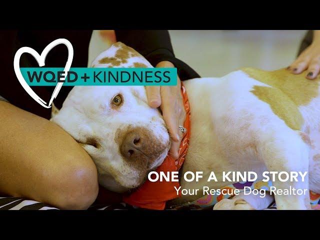 WQED + Kindness: Your Rescue Dog Realtor