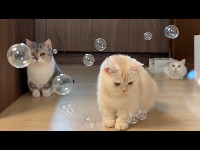 Playing with bubble and cat