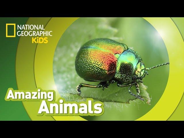 Beetle  | Amazing Animals