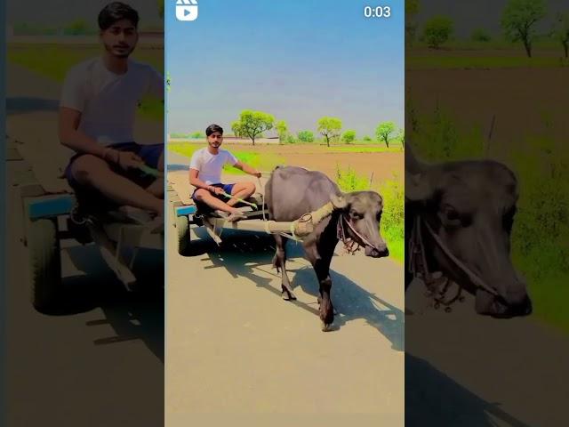 sarpanch ji #viral #trending #shorts #youtubeshorts #sarpanch